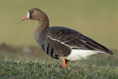 Greater White-fronted Goose - Portrait