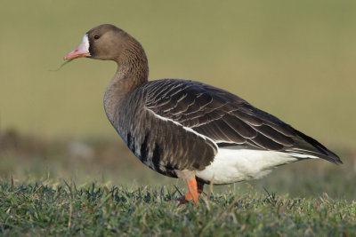 Greater White-fronted Goose