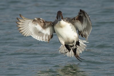 Northern Pintail - In Flight