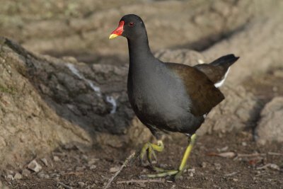 Common Moorhen