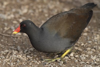 Common Moorhen