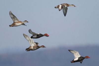 Red-crested Pochard