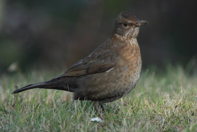 Blackbird, female