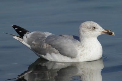 Herring Gull, 4Y