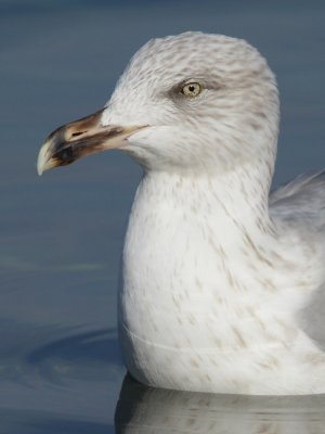 Herring Gull, 4Y