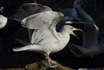 Herring Gull