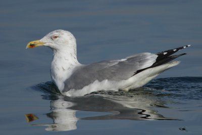 Herring Gull, adult