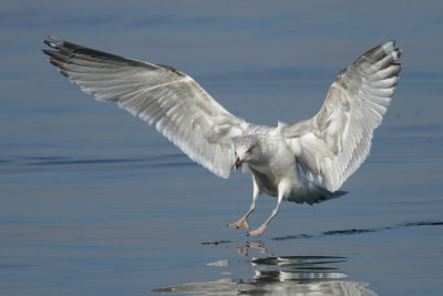 Herring Gull