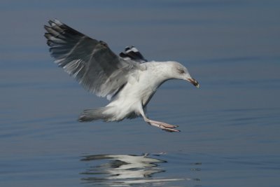 Herring Gull