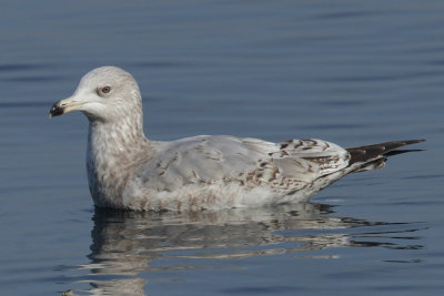Herring Gull, 3Y