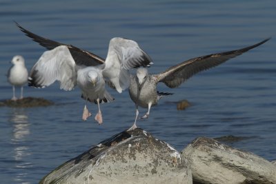 Caspian Gulls