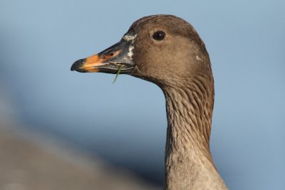 Bean Goose - Portrait