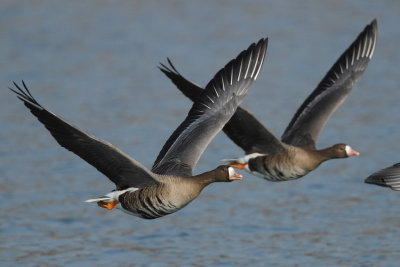 Greater White-fronted Goose