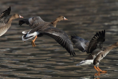 Greater White-fronted Goose