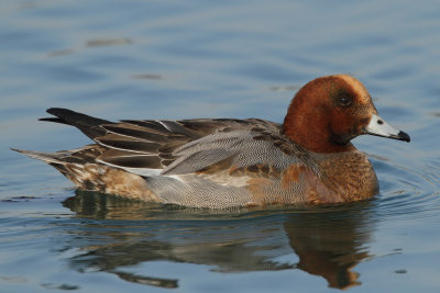 Eurasian Wigeon, young male