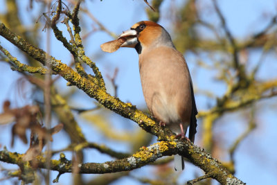 Hawfinch