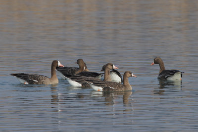 Greater White-fronted Goose