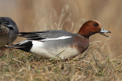 Eurasian Wigeon, male