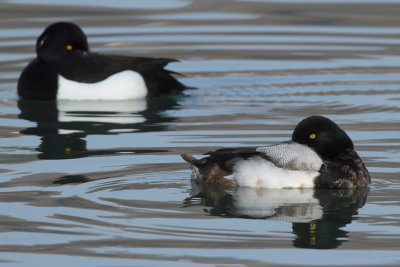 Greater Scaup, young male