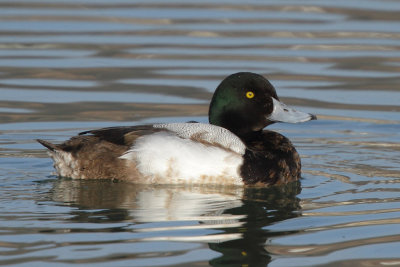 Greater Scaup, young male