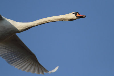 Mute Swan - In Flight