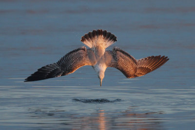 Herring Gull, 3Y