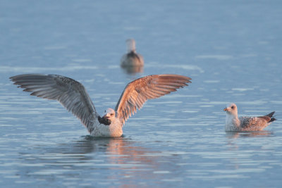 Yellow-legged Gull