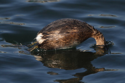 Little Grebe