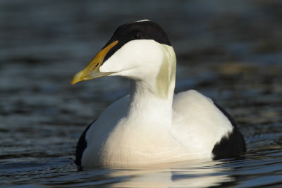 Eider Duck - Portrait