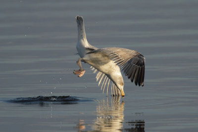 Herring Gull, 3Y