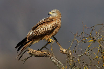 Red Kite