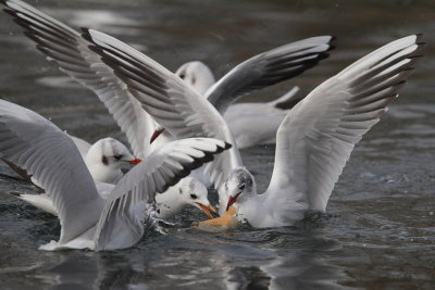 Black-headed Gull