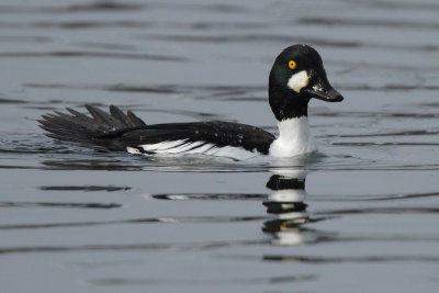 Goldeneye, male