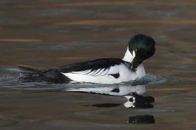 Goldeneye, male