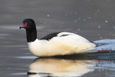 Goosander, male