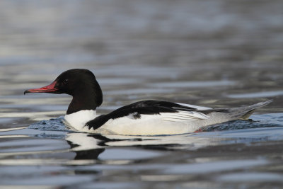 Goosander, male