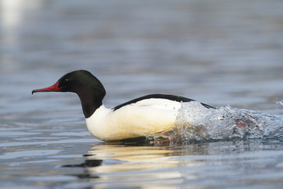 Goosander, male