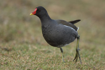 Common Moorhen