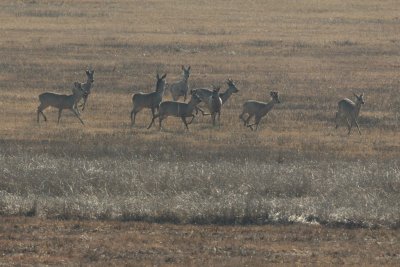 Roebuck