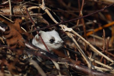 Stoat, winter fur