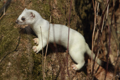 Stoat, winter fur