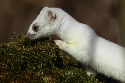 Stoat, winter fur