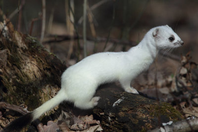 Stoat, winter fur