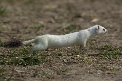 Stoat, winter fur