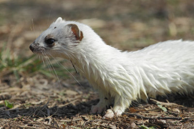 Stoat, winter fur