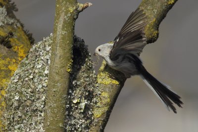 Long-tailed tit