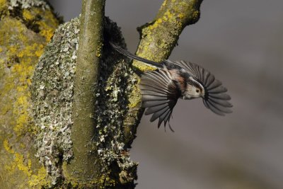 Long-tailed tit, leaving the nest