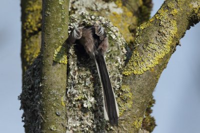 Long-tailed tit