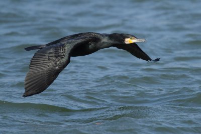 Cormorant