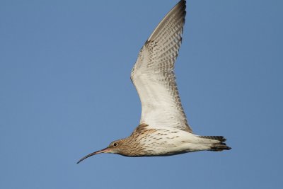 Curlew